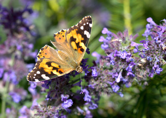 Painted lady butterfly on the lavander flower 