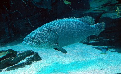fish swimming in the sea