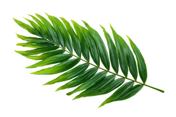 A leafy green leaf with a stem. The leaf is long and thin
