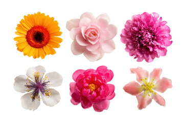 A variety of colorful flowers, including pink, yellow, and white. The flowers are arranged in a row, with some overlapping each other. Scene is cheerful and vibrant