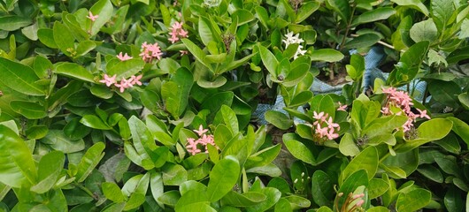 close up shot of Ixora Mini Dwarf White and pink flower.