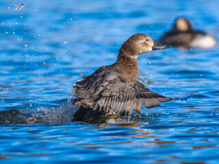 池で羽ばたくホシハジロ