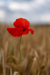 Eine einzelne Mohnblume in einem Getreidefeld