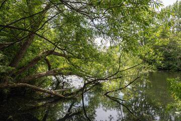 Scenic view of large tree branches extending over a calm lake, with lush green foliage and reflections in the water on a summer day.
