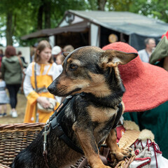 Tuttlingen, Germany – 6.10.2022: A small dog, wearing a harness, sits in a woven basket. In the background, people dressed in medieval-style clothing, including tunics and wide-brimmed hats.