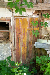 An old wooden door in an abandoned building with ivy growing over it