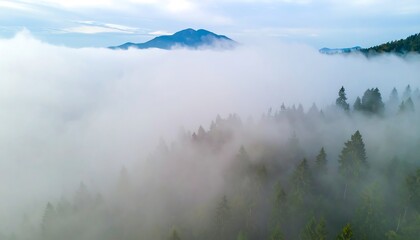 Misty mountain forest