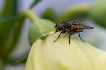 Fliege auf einer gelben Blüte