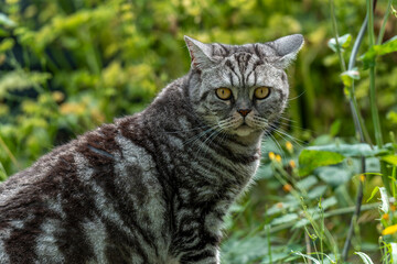 Eine getigerte Katze schaut in die Kamera