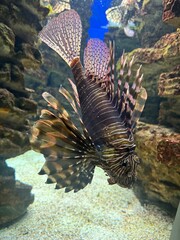 school of fish