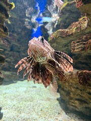 fish in aquarium