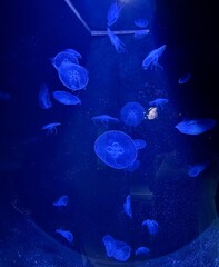 jellyfish in the aquarium