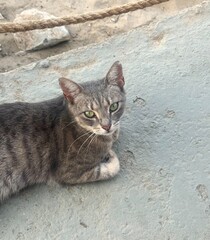 portrait of a cat