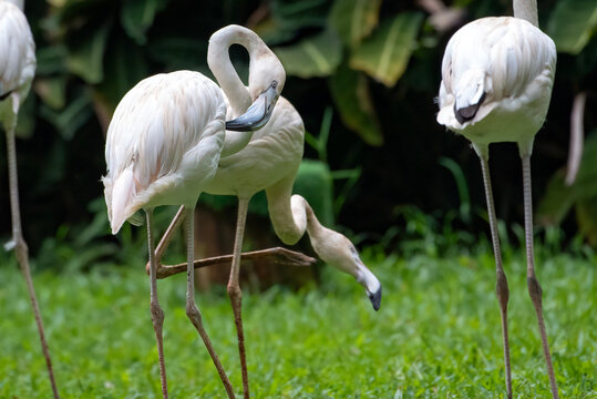 Fototapeta Close-up of four flamingoes in a safari park, Indonesia