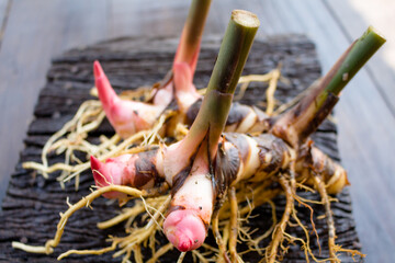 Galangal,herb,spices
