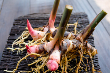 Galangal,herb,spices