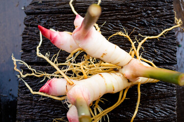 Galangal,herb,spices