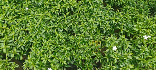 Close up shot of White Natural Mini Tagar Plant in the garden.