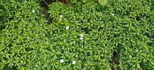 Close up shot of White Natural Mini Tagar Plant in the garden.