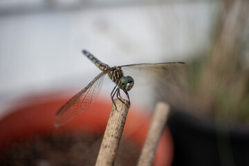 Dragonfly Resting on Wooden Stick in Close-Up View
