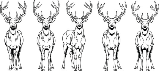Deer with antlers vector illustration, wildlife animal drawing, symmetrical stag front view, forest creature outline art, printable design for decor