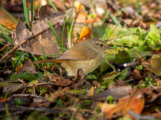 地面を歩くウグイス