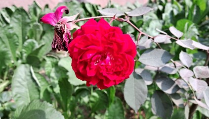 Red Hybrid Garden Rose Flower Bloom on Green Nature Background