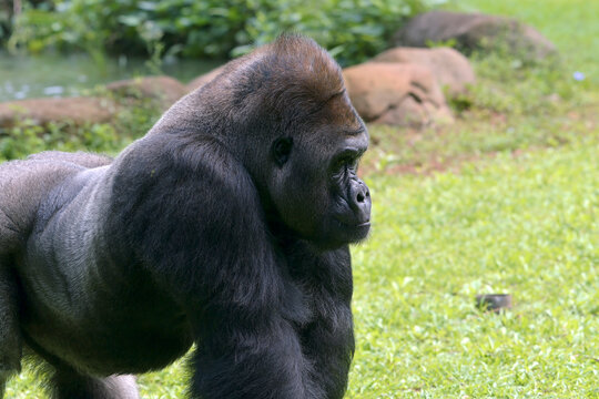 Close-up side view of an adult silverback gorilla, Indonesia