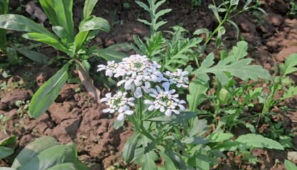White Iberis Gibraltarica Flowers Full Blooming in the Garden