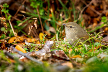 地面を歩くウグイス