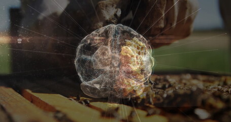 Showing honeycomb frame with buzzing bees and digital wireframe brain hologram at rural apiary