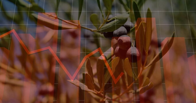 Showing ripe olive branch reflecting market changes in orchard, with translucent financial chart