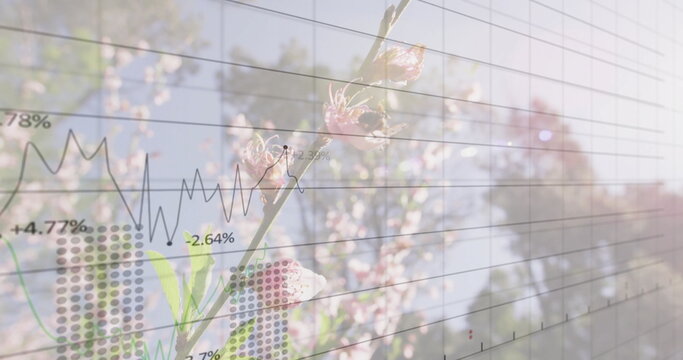 Merging double-exposure pink blossom branch with grid dots and line graph in orchard, percentages