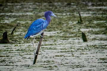 Little Blue Heron Perching