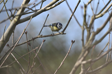 Eurasian blue tit