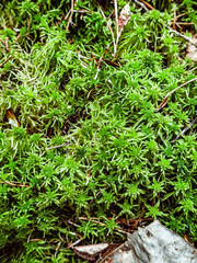 Vibrant green moss texture perfect for nature backgrounds or eco-friendly designs Use it for websites or print projects. High quality photo