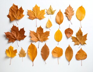 Fototapeta premium A collection of vibrant autumn leaves.