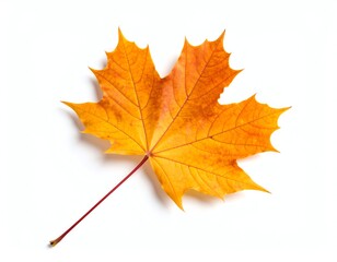 Fototapeta premium Bright orange maple leaf on a white background.