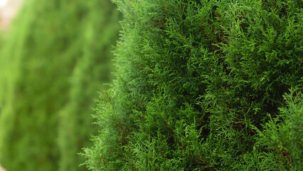 Close-up of fresh green conifer foliage, soft focus background, natural texture for design and decoration