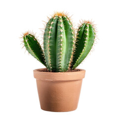 Green cactus plant in a terracotta pot isolated on transparent background