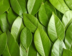 Close-up of fresh green leaves
