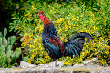 rooster in the field