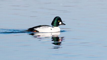 duck on the water