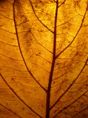 Obraz premium autumn leaves vein