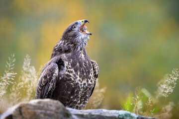 A golden eagle caught while hunting wild game.