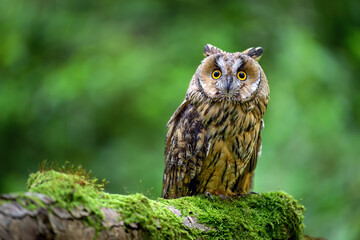 A barn owl sits on a mossy tree trunk.