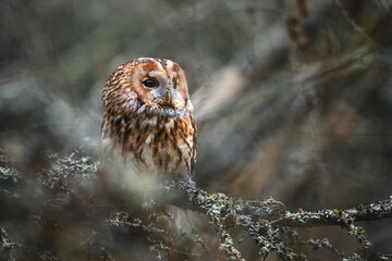 The owl looks out from the hollow of the tree and observes the surroundings.