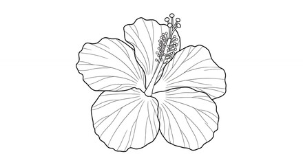 Black and White Hibiscus Flower Illustration Botanical Drawing
