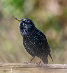 European Starling bird perched in natural habitat