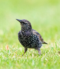 European Starling bird perched in natural habitat